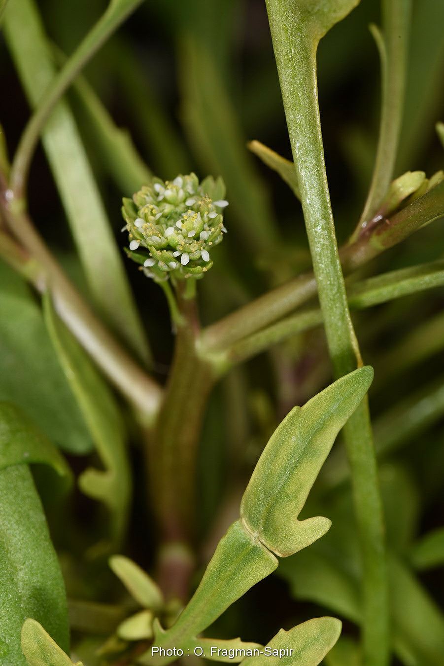 Lepidium aucheri - Aucher Pepperwort, Aucher's Pepper-grass, Prostrate Pepperwort, שחליים שרועים, שחלי שרועים