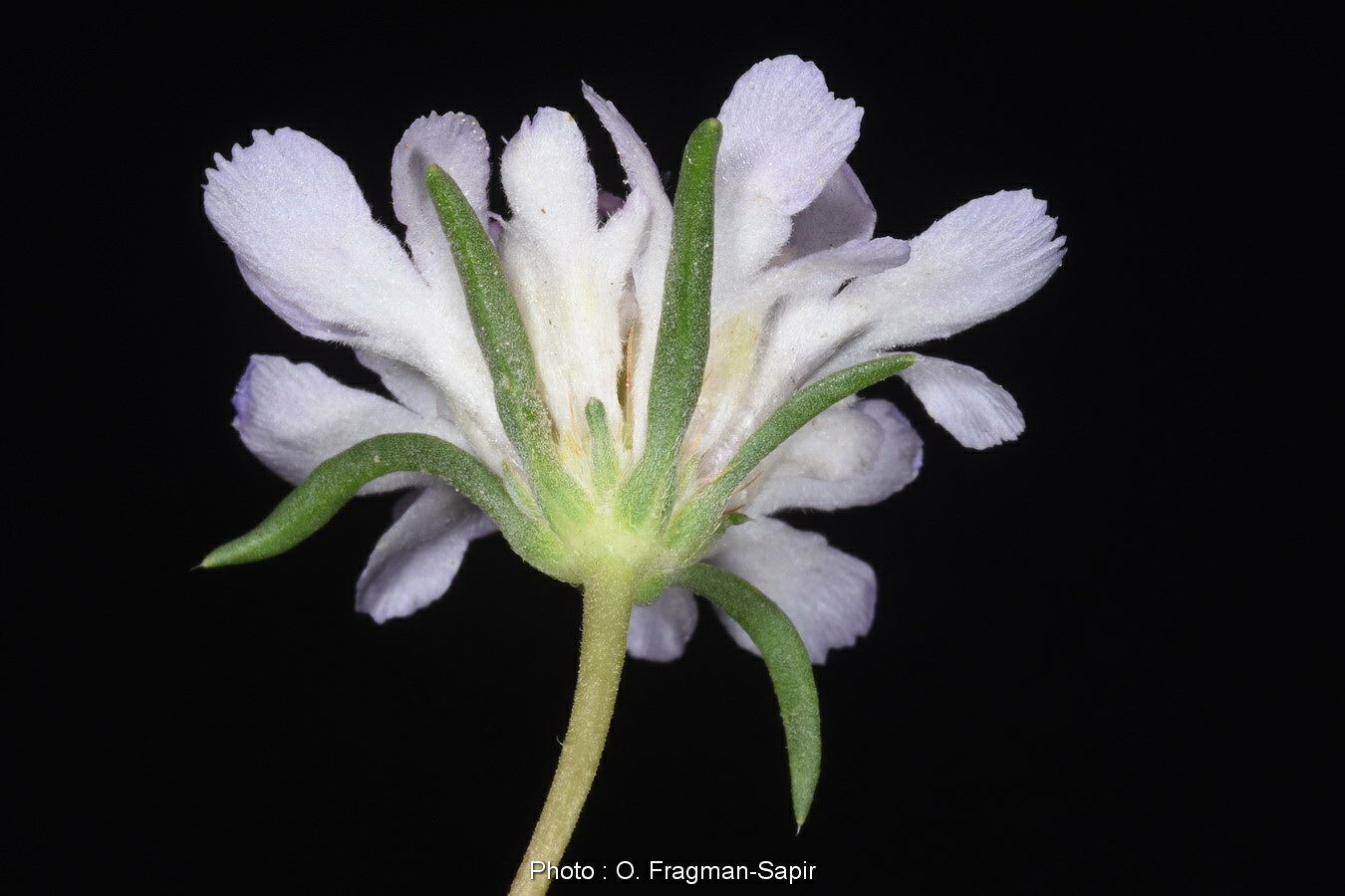 Lomelosia argentea - Silver Scabious, Silver Scabious, תגית קיצית, תגית קיצית, תגית קיצית, תגית קיצית