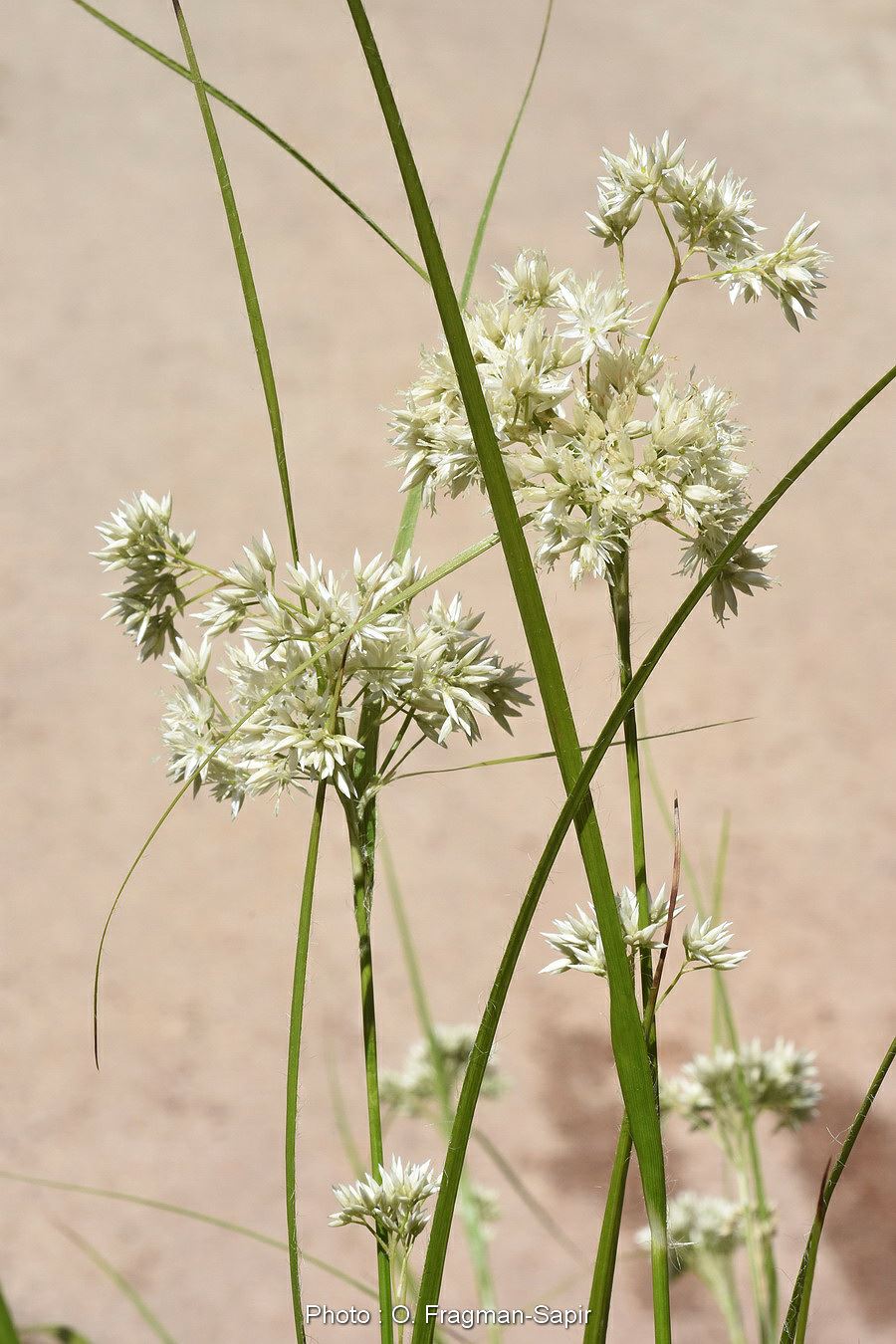 Luzula nivea - Snowy Wood-rush, לוזולה צחורה, לוזולה צחורה