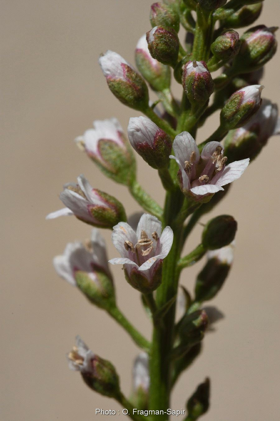 Lysimachia dubia - Purple-flowered Loosestrife, ליסימכיה מסופקת, ליסימכיה מסופקת