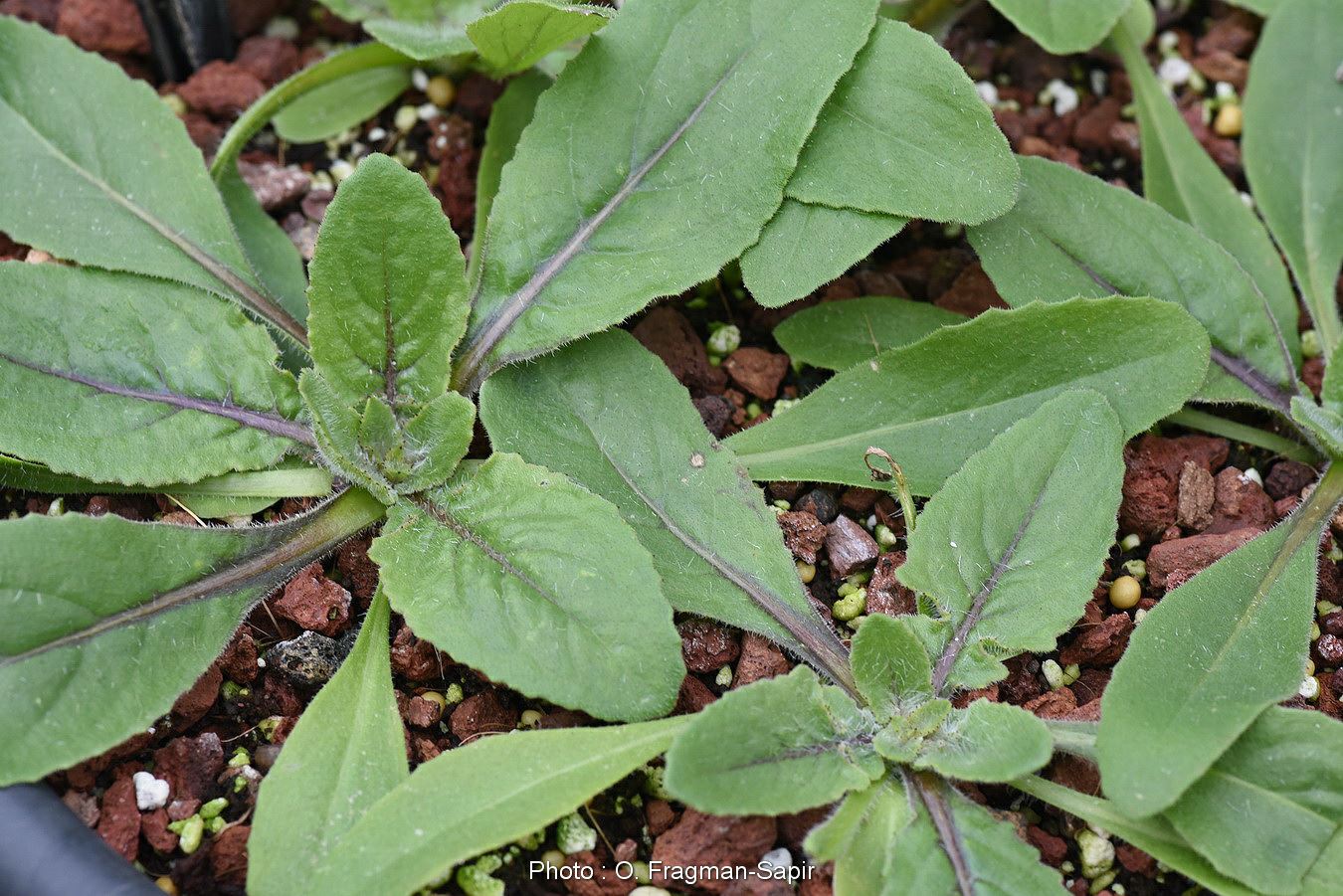 Mantisalca salmantica - Dagger Flower, מנטיסלקה מדברית, מנטיסלקה מדברית