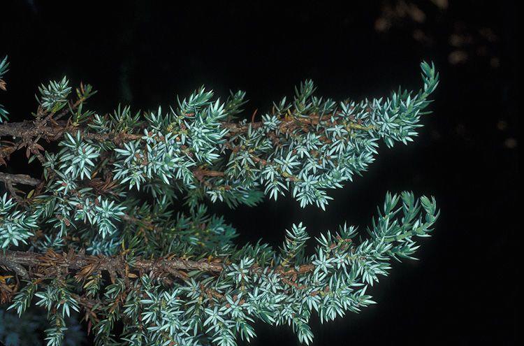 Juniperus communis subsp. alpina - Alpine Juniper, ערער מצוי, ערער מצוי