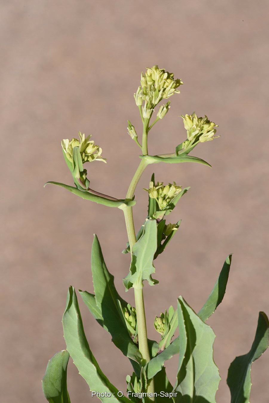 Myagrum perfoliatum - Bird's-eye Cress, Perfoliate Mitre-cress, מיאגרון אוזני, מיאגרון אוזני, מיאגרון אזון