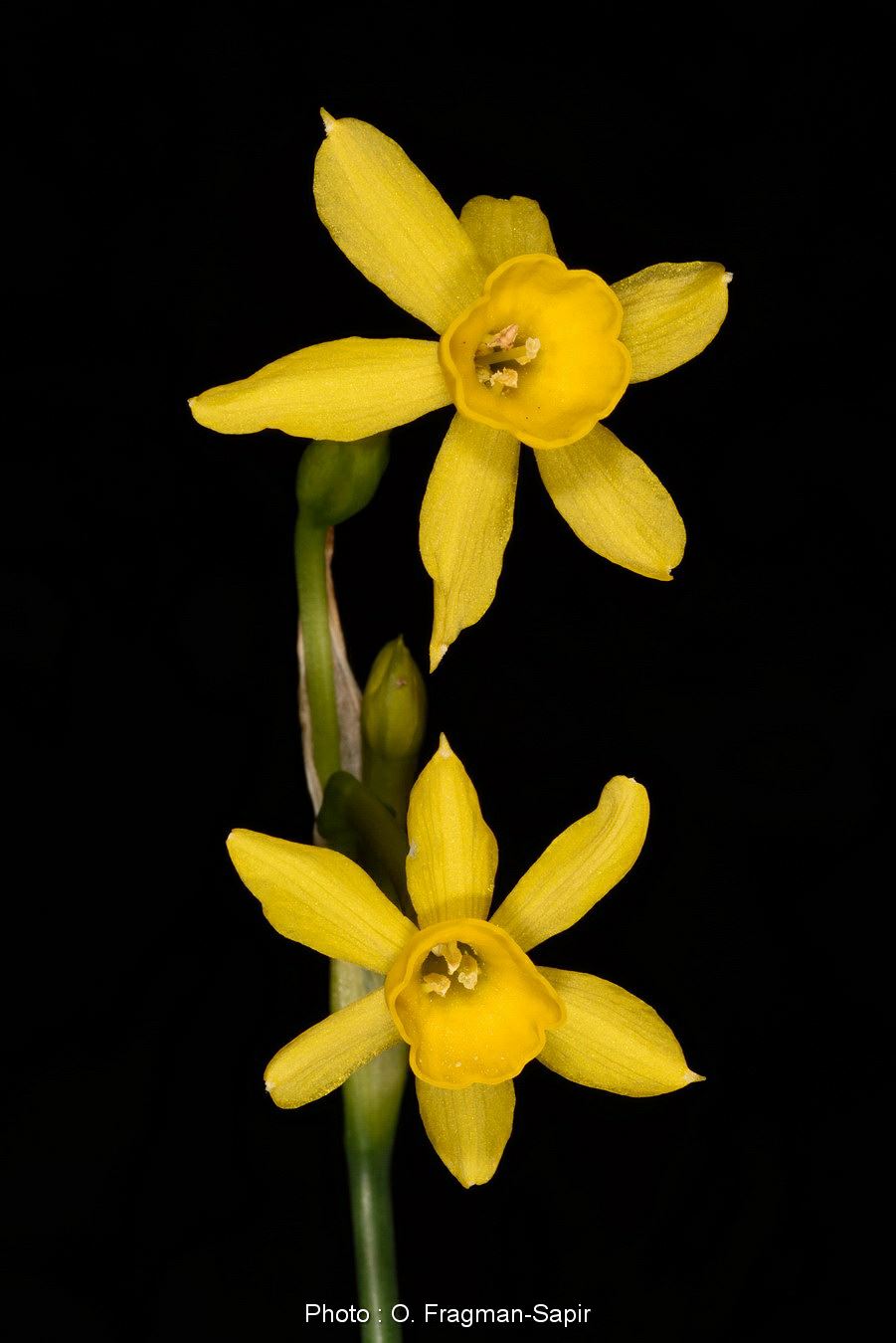 Narcissus jonquilla subsp. fernandesii