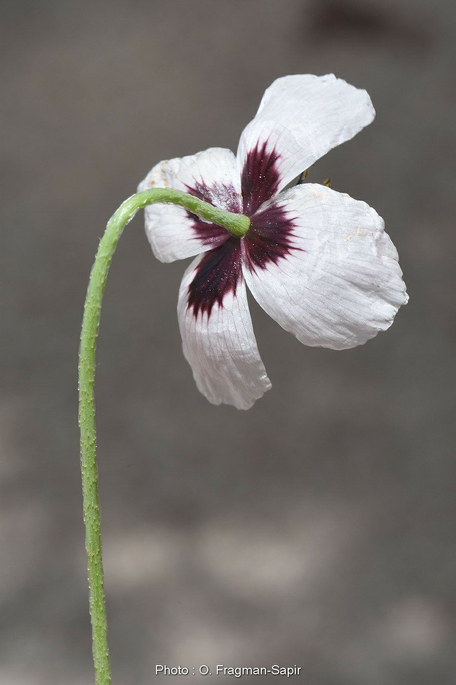 Papaver roseolum - Pinkish Poppy, פרג ורוד