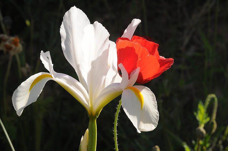 Iris xiphium - Spanish Iris, איריס ספרדי, איריס ספרדי