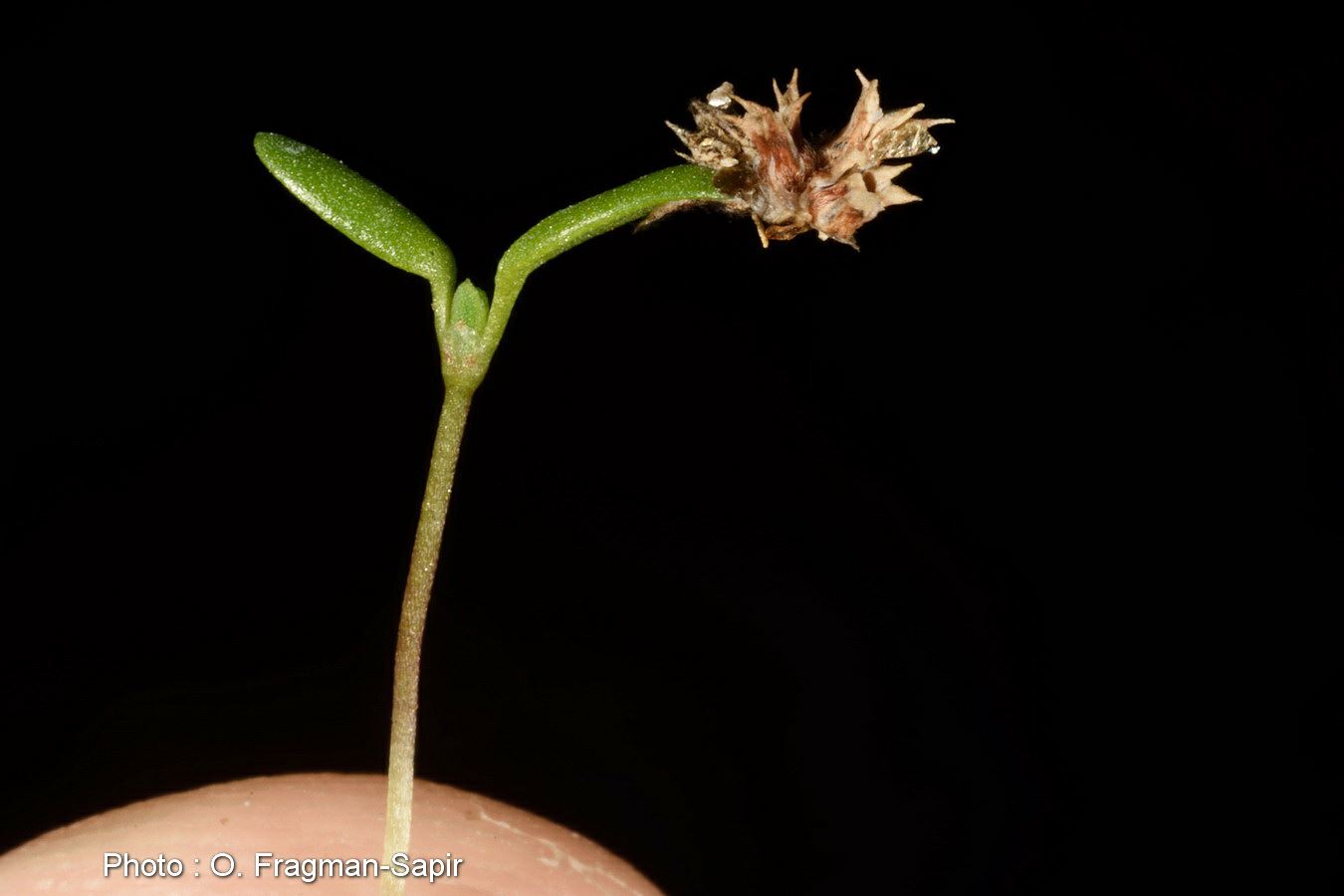 Paronychia echinulata - Echinolate Nailwort, Eurasian Nailwort, אלמוות שיכני, אלמוות  שיכני