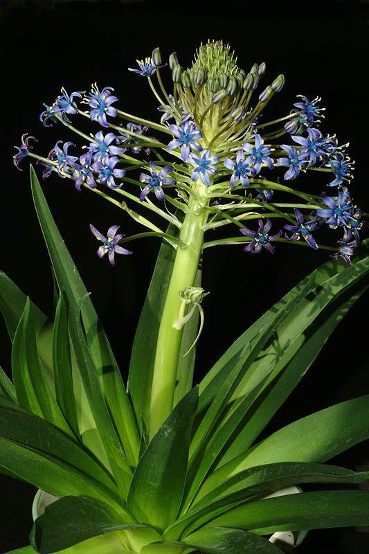Scilla peruviana - Cuban Lily, Wild Hyacinth, Peruvian Scilla, בן-חצב סוככי, בן-חצב סוככי