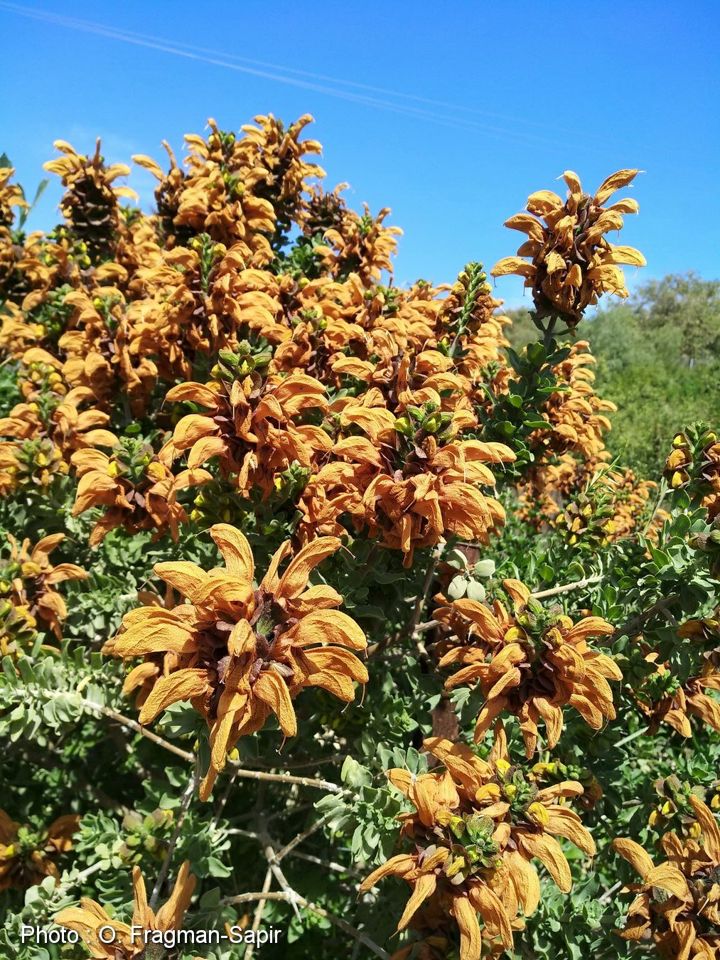 Salvia Africana Lutea Beach Salvia Dune Salvia Golden Salvia Bruin