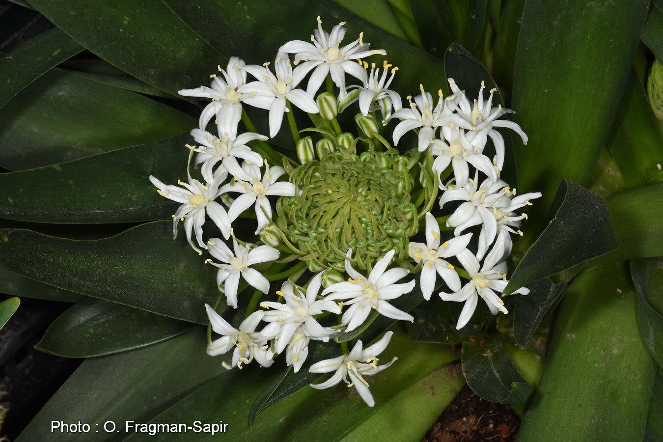 Scilla peruviana (White flower) - בן-חצב סוככי לבן