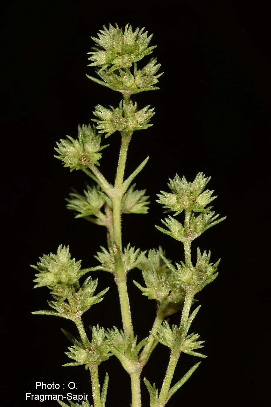 Scleranthus orientalis - Oriental Knawel, נוקשן מזרחי
