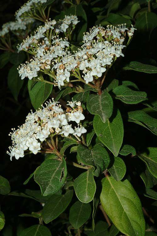 Viburnum tinus subsp. subcordatum - Sheepberry, מורן החורש תת-מין לבוב, מורן החורש תת-מין לבוב