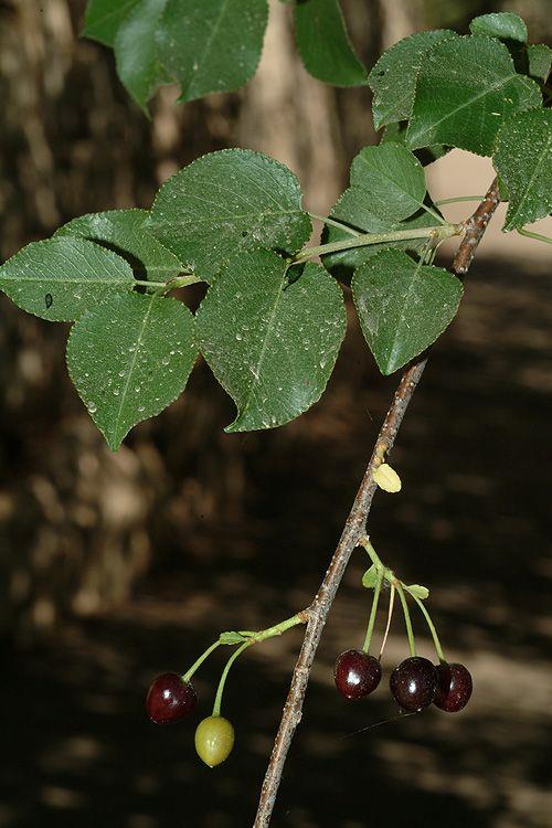 Prunus mahaleb subsp. cupaniana - דובדבן מהלב תת-מין קופניינה, דובדבן מהלב תת-מין קופניינה