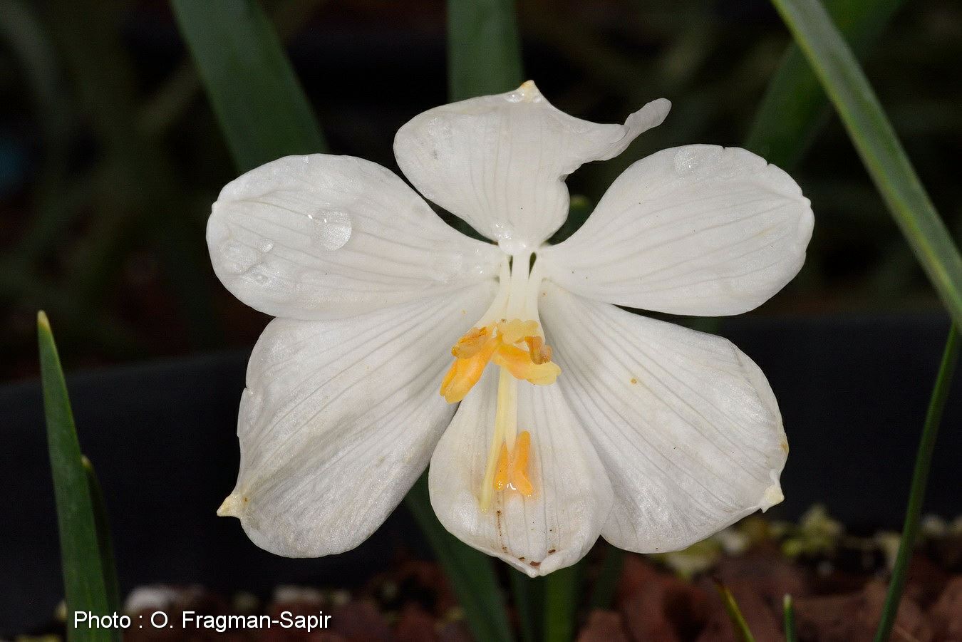 Sternbergia candida - חלמונית לבנה, חלמונית לבנה