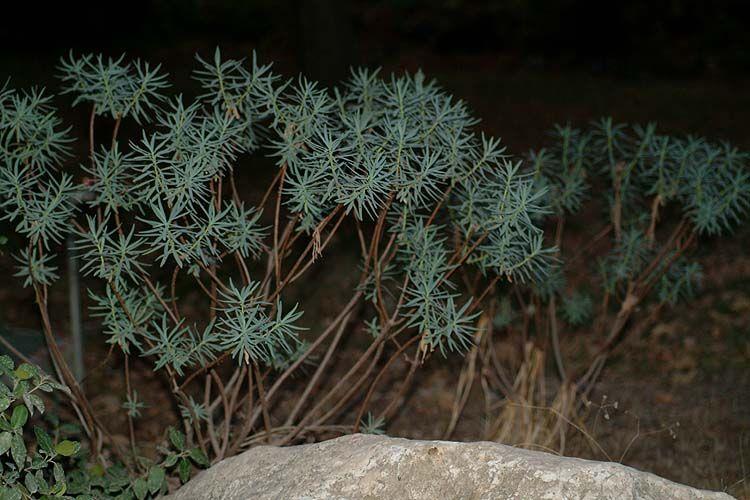 Euphorbia dendroides - Tree Spurge, Woody Spurge, חלבלוב השיח, חלבלוב השיח