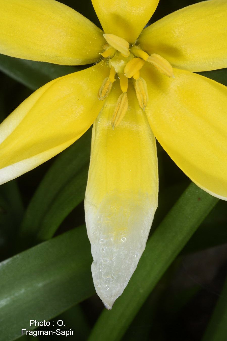 Tulipa urumiensis - Urmiyeh tulip, Late Tulip, Tarda Tulip ...