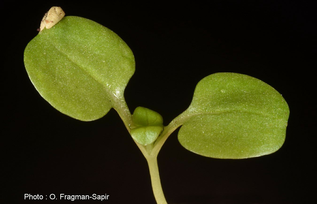 Valerianella carinata - Keeled Cornsalad, Keel-fruited Cornsalad, European Cornsalad, ולריינית הקרינים, ולרינית הקרינים