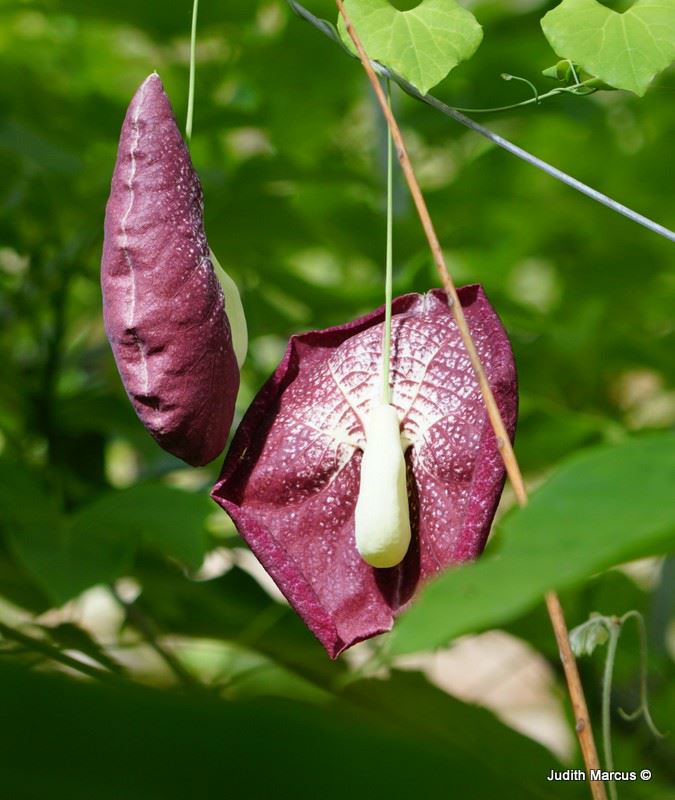 Aristolochia littoralis - Calico Flower, Elegant Dutchman's Pipe, ספלול נאה, ספלול חופי
