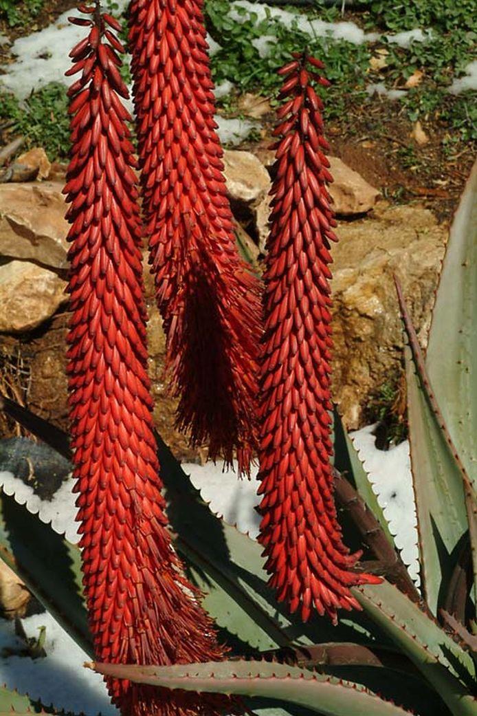 Aloe ferox - Tap Aloe, Bitter Aloe, Candelabra Aloe, Cape Aloe, אלווי איום, אלווי איום
