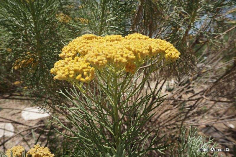 Hymenolepis crithmifolia - Golden Coulter Bush , הימנולפיס קטן-פרחים ...