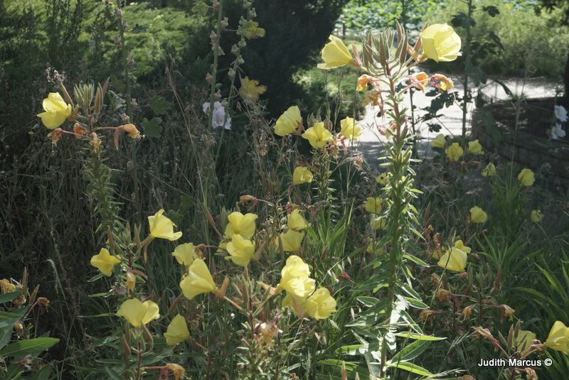 Oenothera biennis - Common Evening Primrose, Evening Star, נר-לילה דו-שנתי, נר-הלילה דו-שנתי