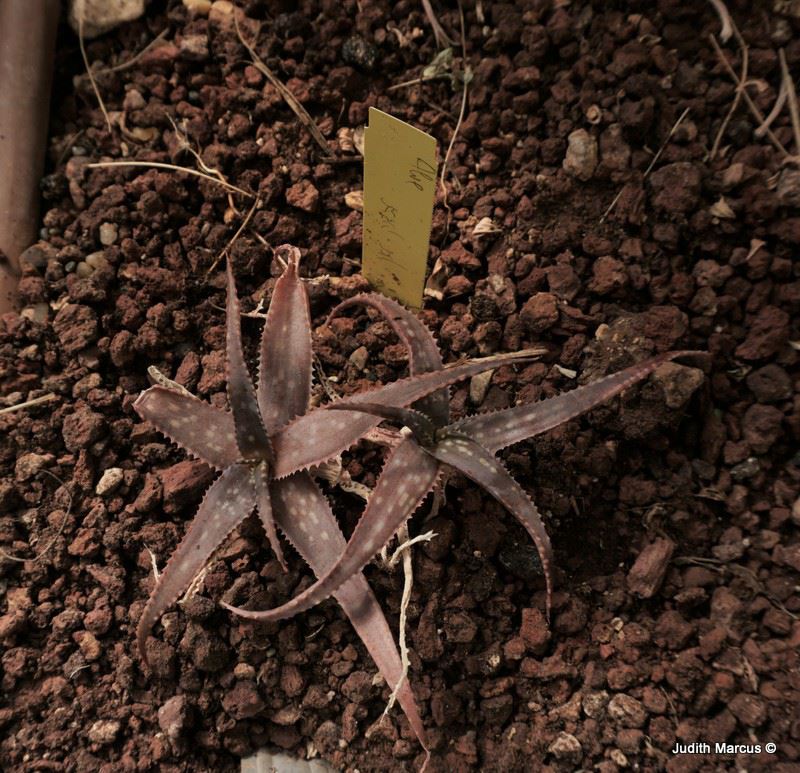 Aloe rebmannii - אלווי רבמן, אלווי רבמן