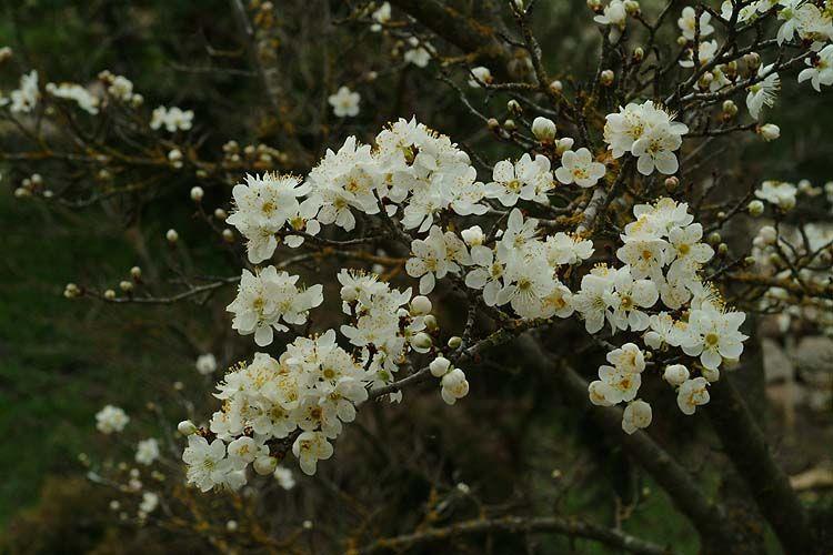 Prunus amygdalus - Sweet Almond