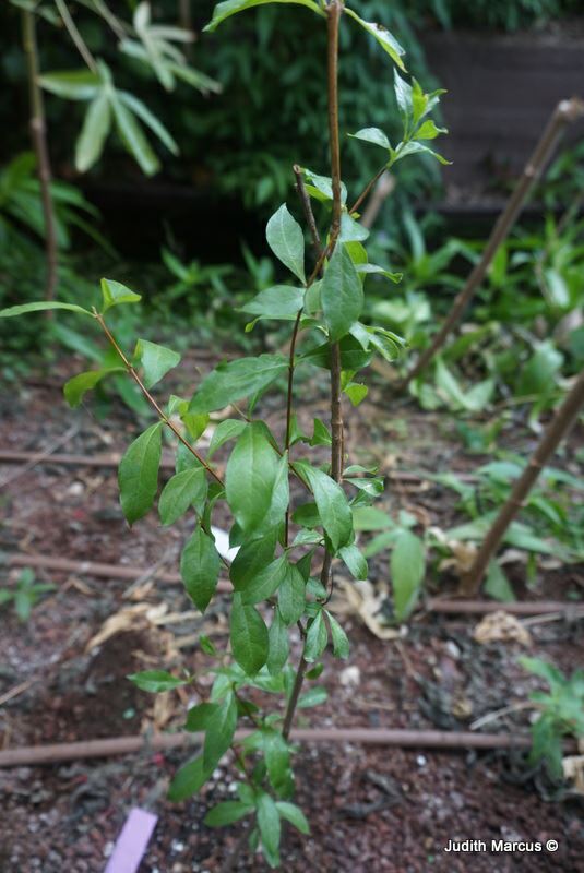 Lawsonia inermis - Henna Tree,  MignonetteTree, כופר לבן, כופר לבן, כופר לבן (חינה)