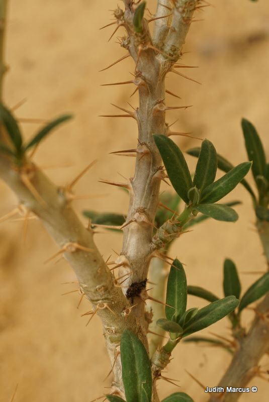 Pachypodium bispinosum - עב-גזע דו-קוצי, עב-גזע דו-קוצי