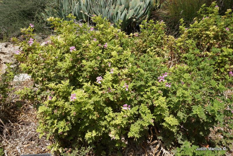 Pelargonium quercifolium - Oak-leaved Geranium, Almond Geranium, פלגון אלוני, פלרגון אלוני