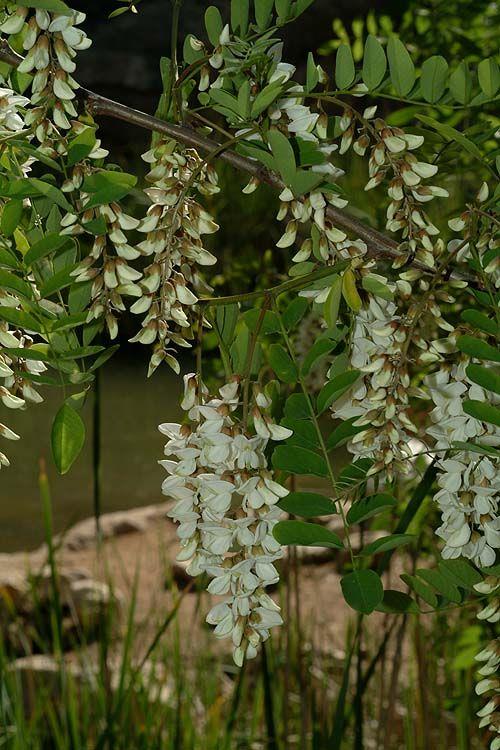 Robinia pseudoacacia - Black Locust, False Acacia, רוביניה בת-שיטה, רוביניה בת-שיטה