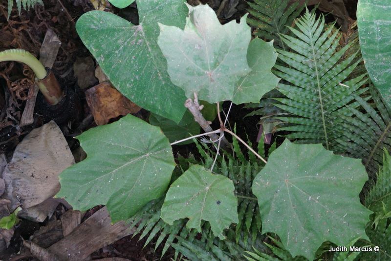 Pterospermum acerifolium - כנוף-זרע אדרי, כנוף-זרע אדרי