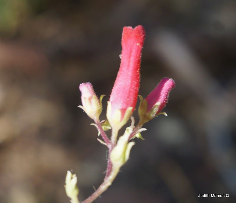 Scrophularia macrantha - New Mexican Figwort,  Redbirds-in-a-tree, לוענית גדולת-פרח