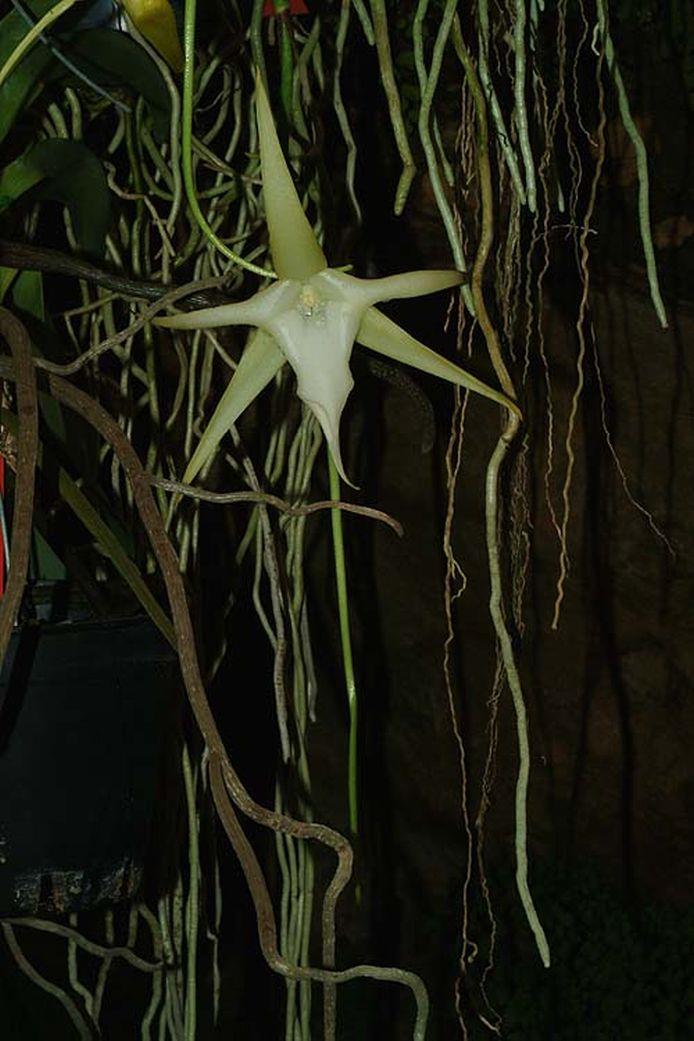 Angraecum sesquipedale - Darwin's orchid, Christmas orchid, Star of Bethlehem orchid, King of the Angraecums