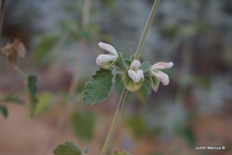 Otostegia fruticosa subsp. schimperi - אודנה שיחנית
