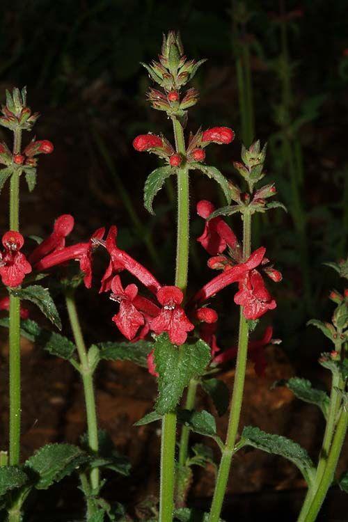 Stachys coccinea - Scarlet Hedgenettle, Scarlet Betony, Seven-up Plant, Texas Betony, Texas Woundwort