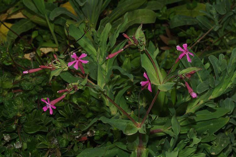 Armeria sp. 'Large flowered'