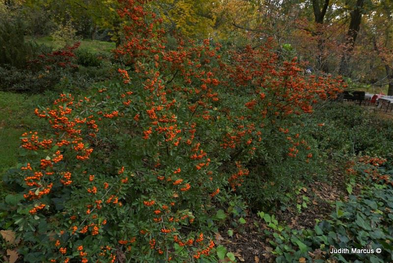 Pyracantha coccinea 'Red Berries' - פירקנתה אדומה 'רד בריז', פירקנתה אדומה 'רד בריז'