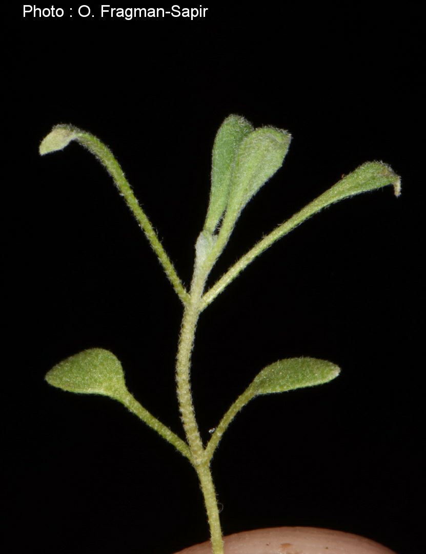 Alyssum marginatum - Marginated Madwort, אליסון מלול, אליסון מלול
