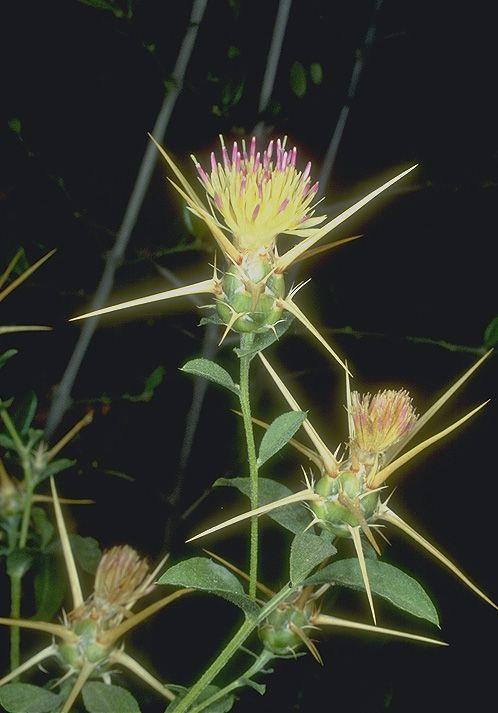 Centaurea rothrockii 'Purple Scotch' - דדדר 'פרפל סקוטש', דדדר 'פרפל סקוטש'