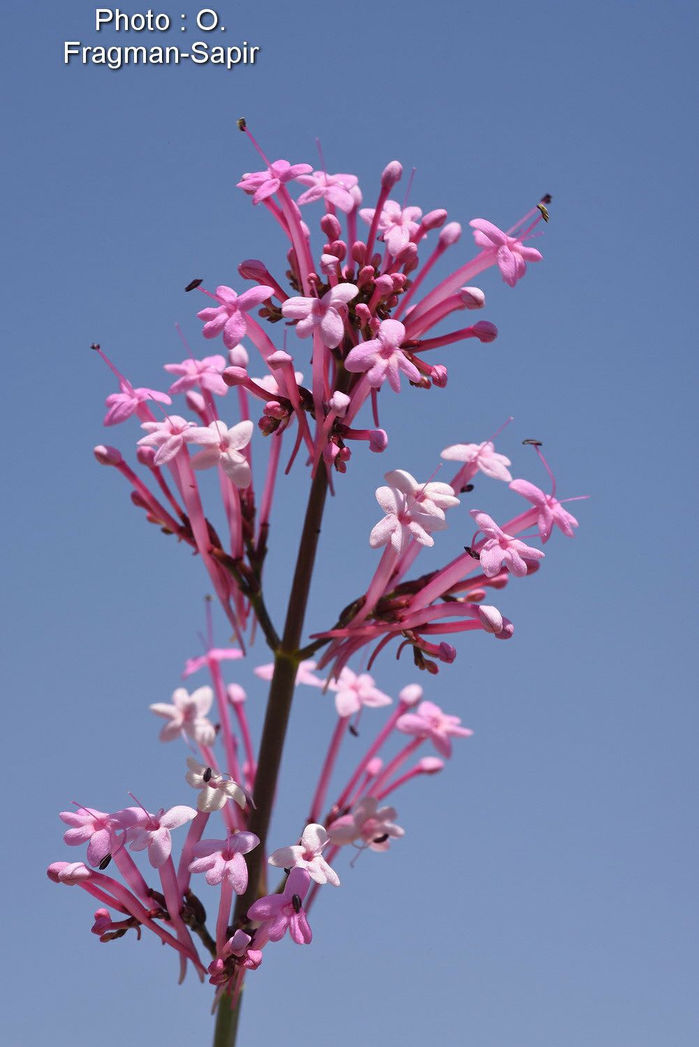 Centranthus longiflorus - חד-אבקן ארוך-פרחים, חד-אבקן ארוך-פרחים