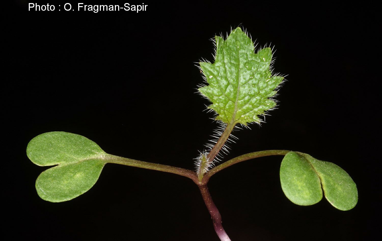 Crambe cordifolia - Heartleaf Crambe, Colewort, כרבה לבובה, כרבה לבובה