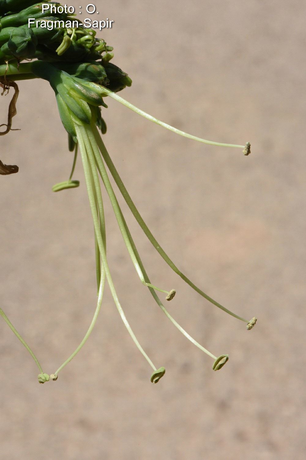Eucrosia mirabilis - Peruvian Parasol, אאוקרוזיה נהדרת