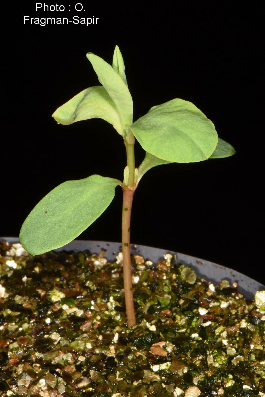 Euphorbia hirsuta - Hairy Spurge, חלבלוב שעיר, חלבלוב שעיר