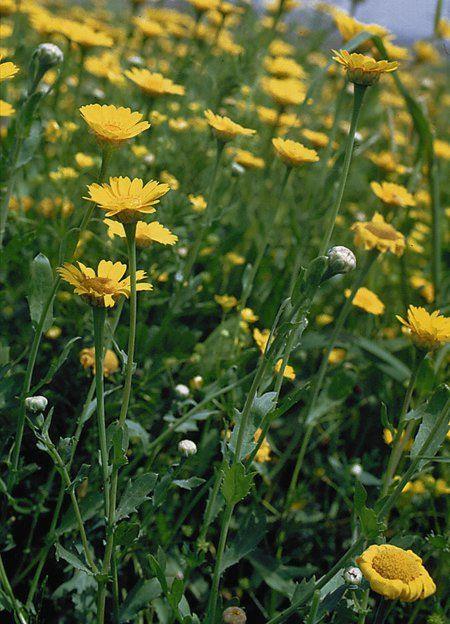 Chrysanthemum carinatum 'Summer Festival' - חרצית 'סאמר פסטיבל', חרצית 'סאמר פסטיבל'