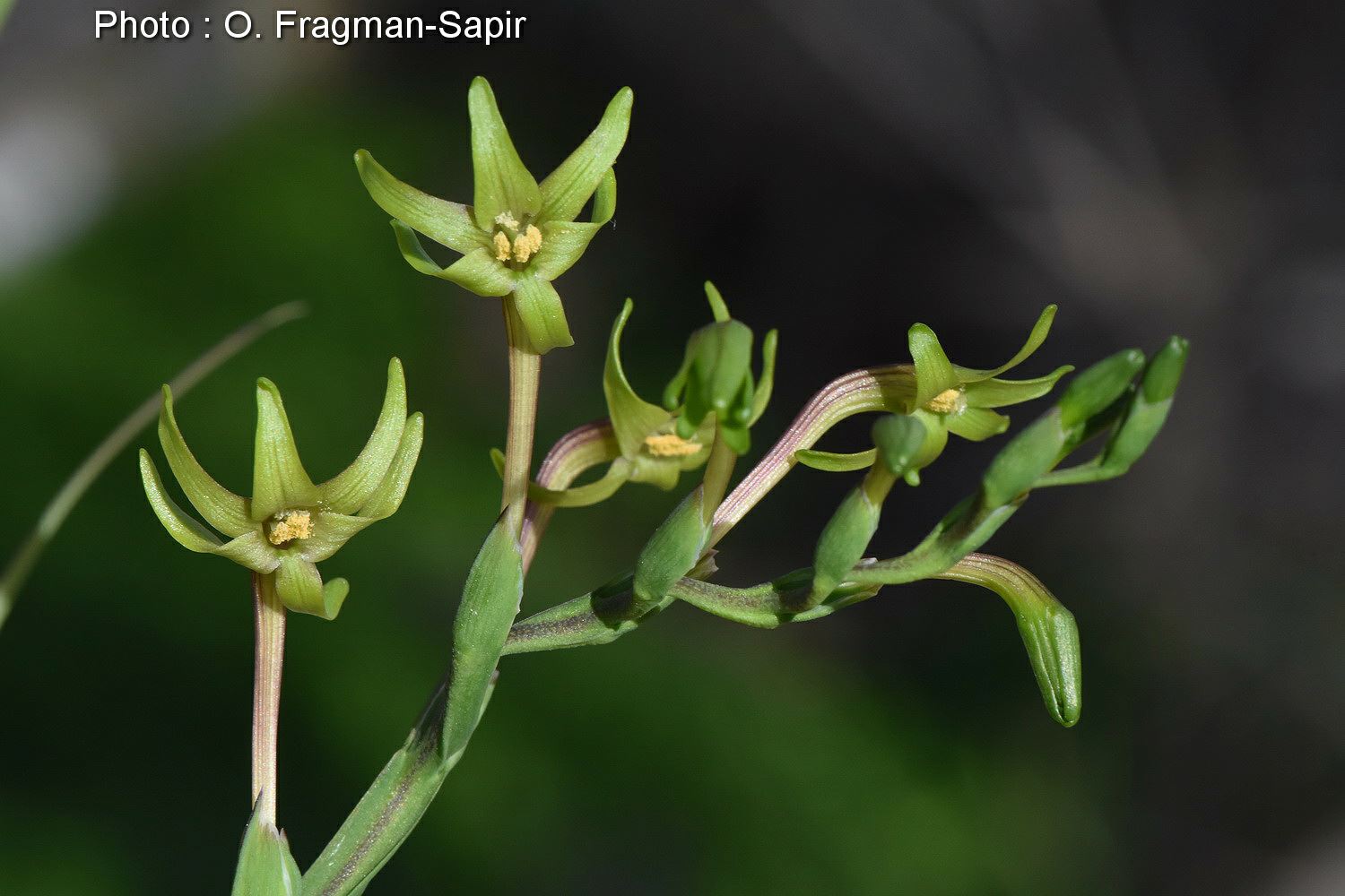Freesia viridis - פרזיה ירוקה, פרזיה ירוקה