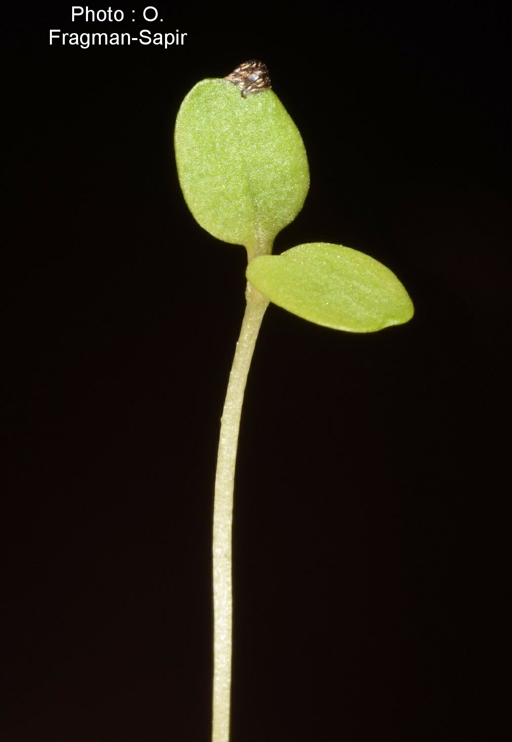 Galium libanoticum - Lebanon Bedstraw, דבקת הלבנון, דבקת הלבנון