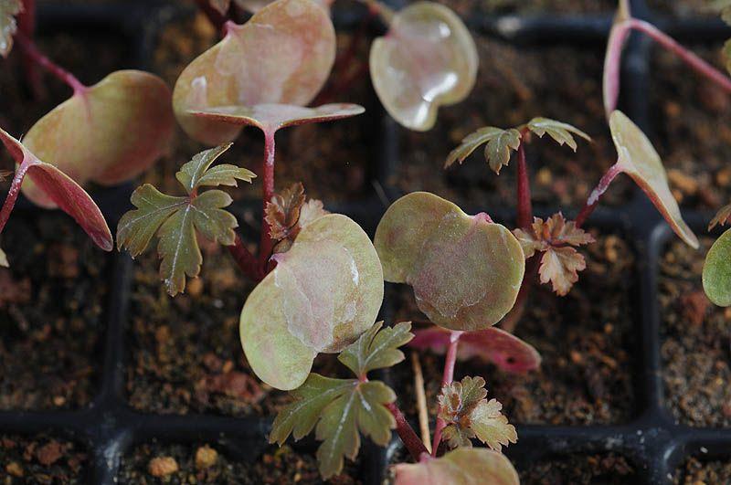 Geranium maderense - Madeira Cranesbill, Giant Herb Robert 
, גרניון מדיירה, גרניון מדיירה