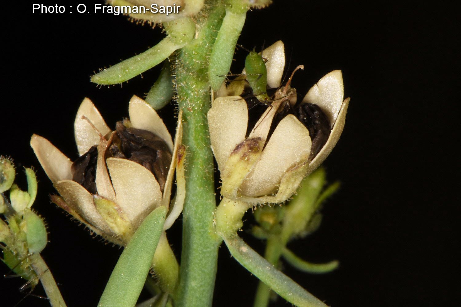 Linaria simplex - Little Yellow Toadflax, פשתנית קטנת-פרחים, פשתנית קטנת-פרחים