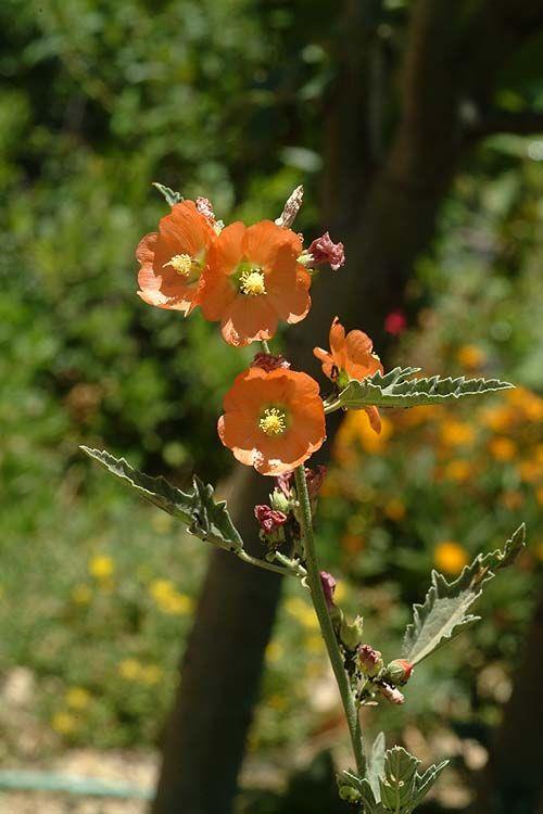 Sphaeralcea hybrida 'Los Brisas' - Desert Mallow